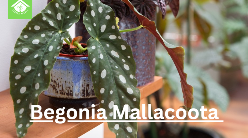 What Are the Benefits of Growing Begonia Mallacoota?